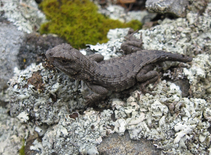 Western Fence Lizard